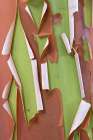 USA-Washington State-Seabeck Peeling madrone tree bark Art Print